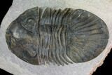 Trilobite (Paralejurus spatuliformis?) Fossil - Morocco #137563-2